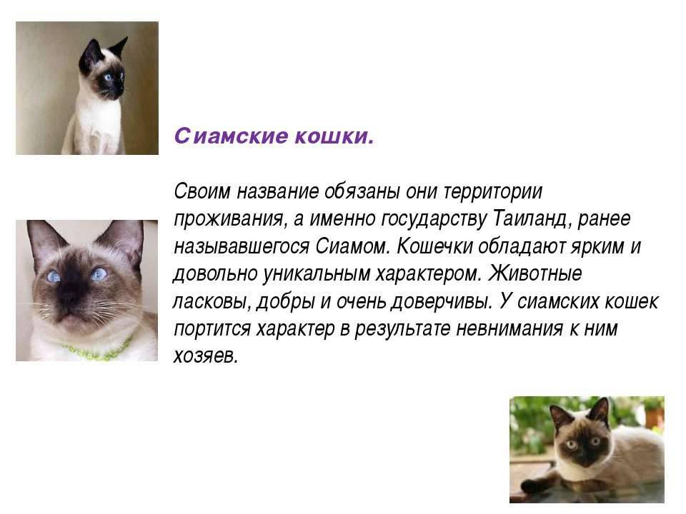 Сиамская кошка — описание породы | котпроглот