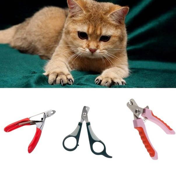 Как правильно подстричь когти кошке в домашних условиях: особенности и способы обрезки ногтей кошкам