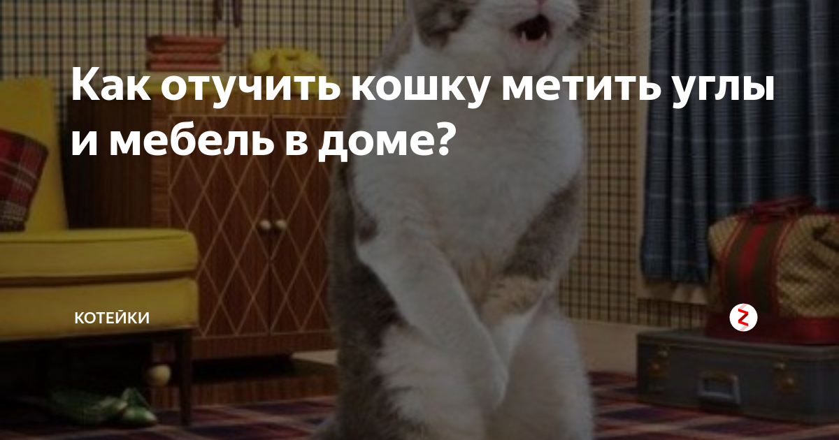 Кот метит территорию в доме или квартире? мы знаем, как отучить его и устранить неприятный запах - kupipet.ru