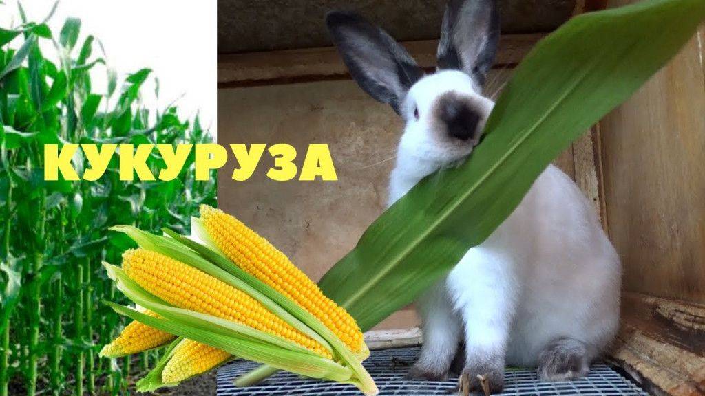 Можно ли давать кроликам кукурузу: как кормить правильно