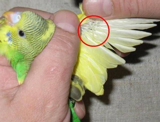 Почему попугай дрожит и трясет крыльями?