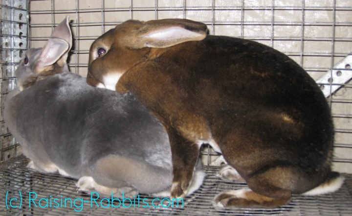 Почему самка кролика может не подпускать производителя в случной период