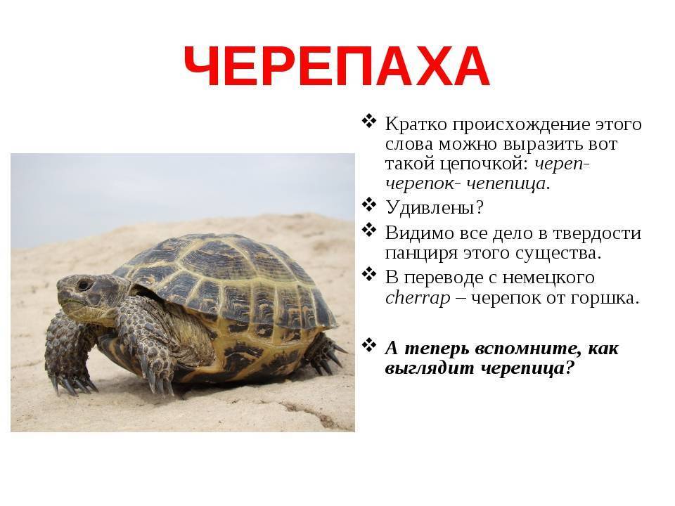 Самые интересные факты о черепахах :: syl.ru
