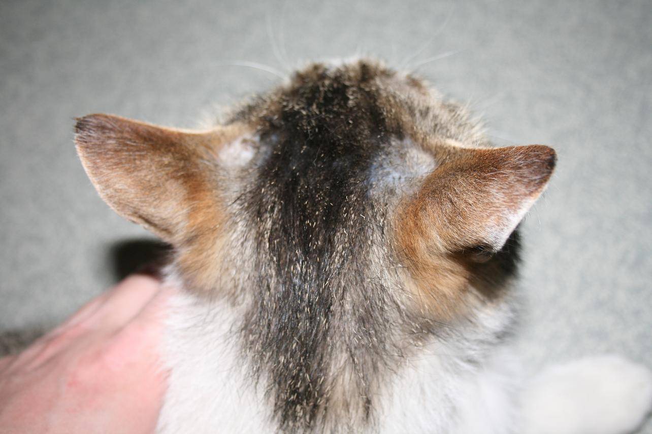 10 причин, из-за чего кошка чешет уши