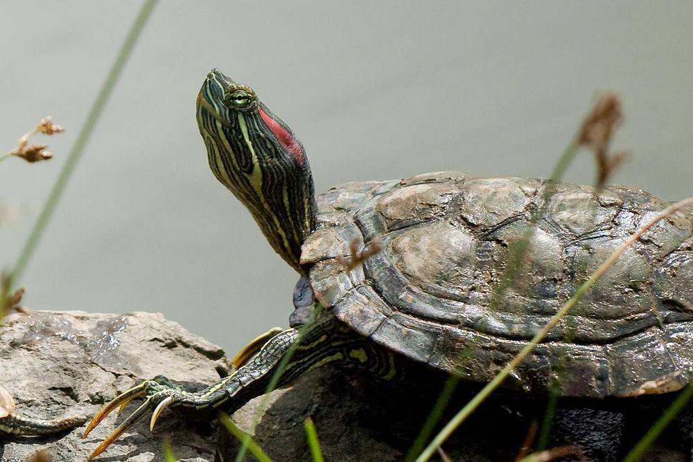 Красноухая черепаха: в домашних условиях, содержание и уход