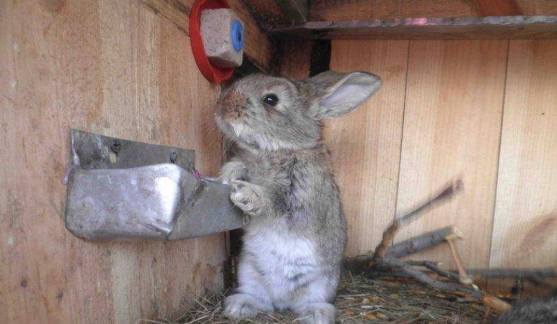 Применение поваренной соли в рационе для кроликов