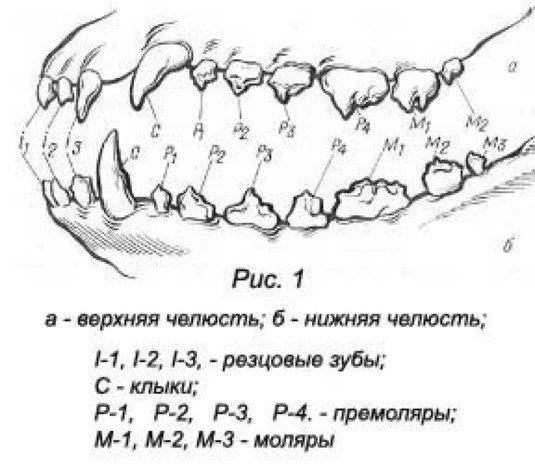 Прикус у собаки правильный рисунок