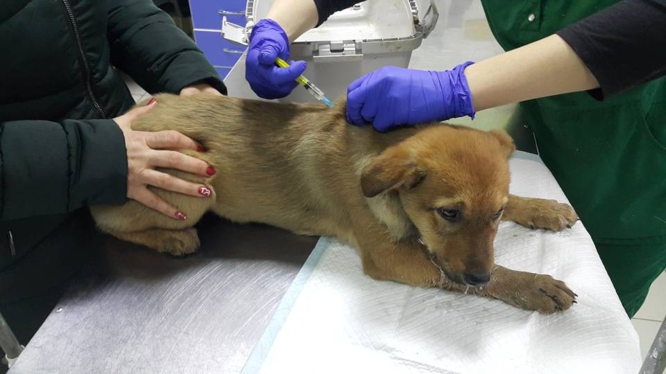 Парвовирусный энтерит – ветеринарные клиники ушихвост, полный спектр услуг для животных.