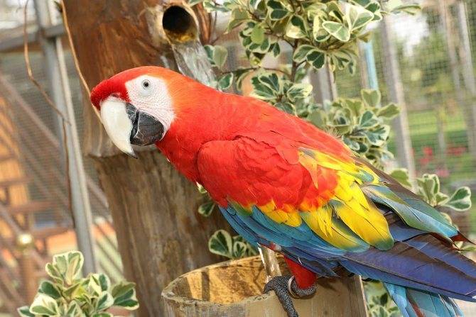 Мышление птиц: понимают ли попугаи, о чем они говорят?