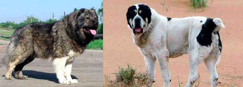 Алабай и другие крупные собаки: кто сильнее и выносливее. кавказец или алабай: кто сильнее больше алабай или кавказская овчарка