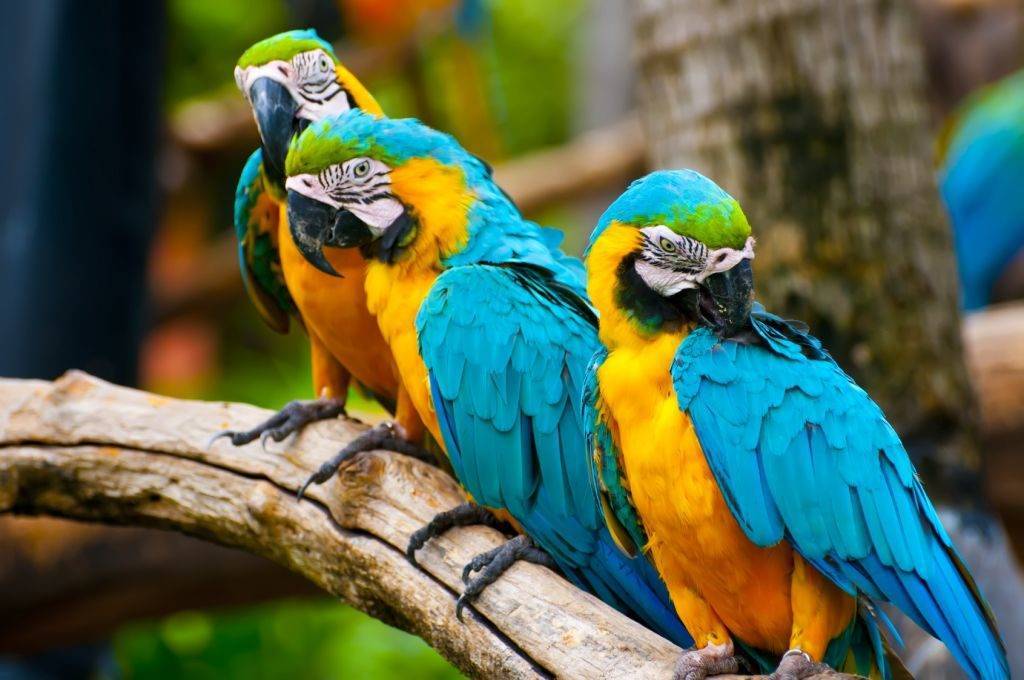 Сколько живут попугаи? сколько лет составляет средняя продолжительность жизни в домашних условиях? сколько времени они живут в природе?