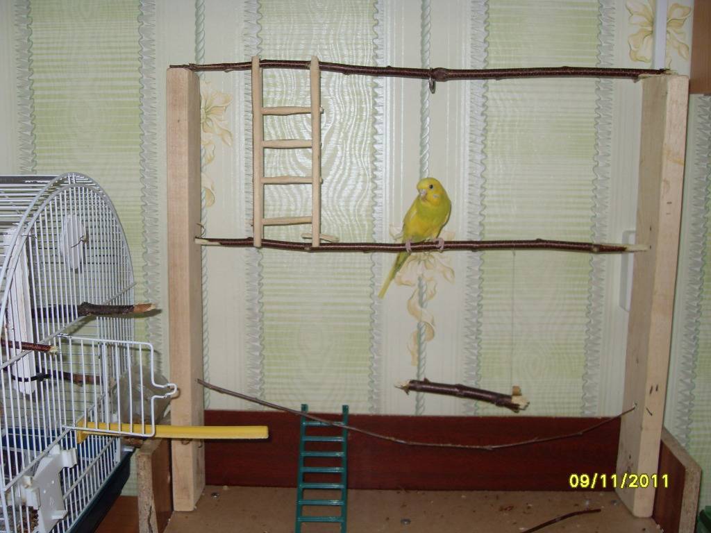 Игрушки для волнистых попугаев: виды, выбор, создание своими руками
