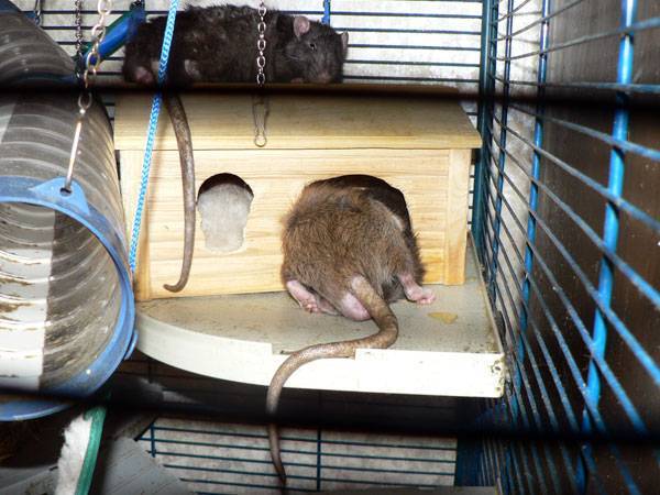 Клетки для крыс своими руками (22 фото): особенности самодельных жилищ. как создать их из подручных материалов в домашних условиях?