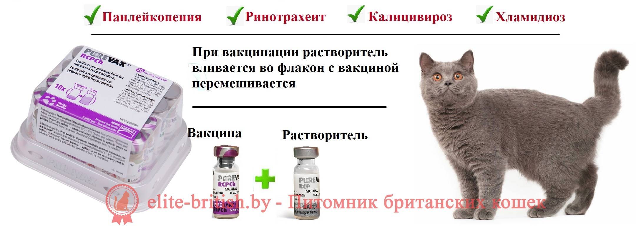 Препараты от глистов для котят, глистогонные препараты для котят