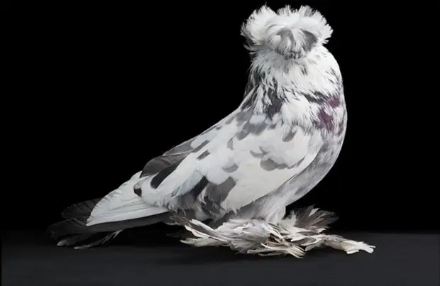 Виды и породы голубей: фото с названиями разновидностей птиц