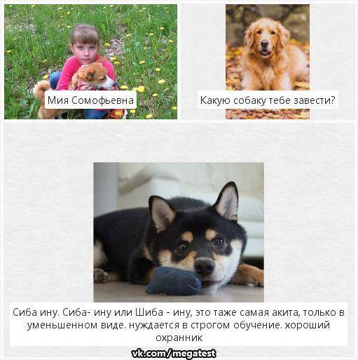 Сторожевые породы собак для охраны частного дома и квартиры с названиями и фотографиями | petguru