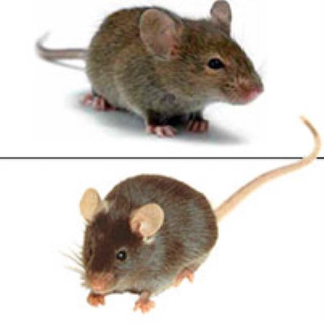 Чем отличается мышь от крысы? / как избавится от насекомых в квартире