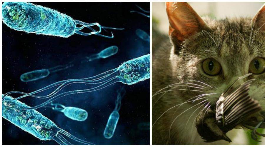 Герпесвирус кошек: симптомы, диагностика, лечение