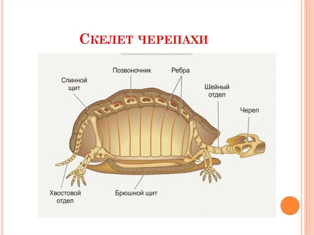 Черепахи, эволюция и строение черепах, среда обитания, фото анатомического строения черепахи