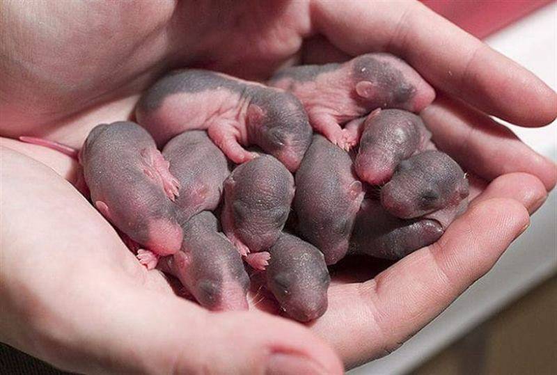 Новорожденные хомяки (29 фото): как ухаживать за хомячками? что делать с маленькими детенышами, которым 2 дня?