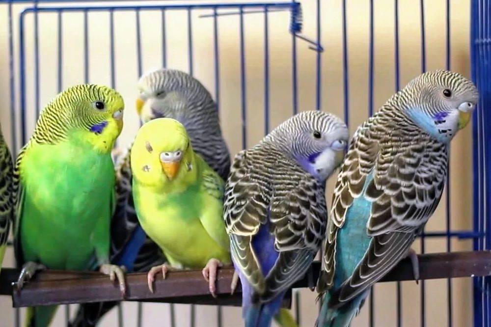 Стоимость волнистого попугая в магазинах, у заводчиков и частных лиц | сколько стоит волнистый попугай