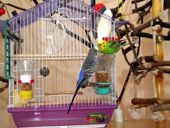 Первые дни волнистого попугая в доме или адаптация птички к вашему дому