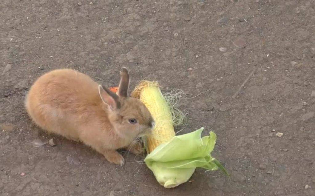 Какие ветки можно давать кроликам?