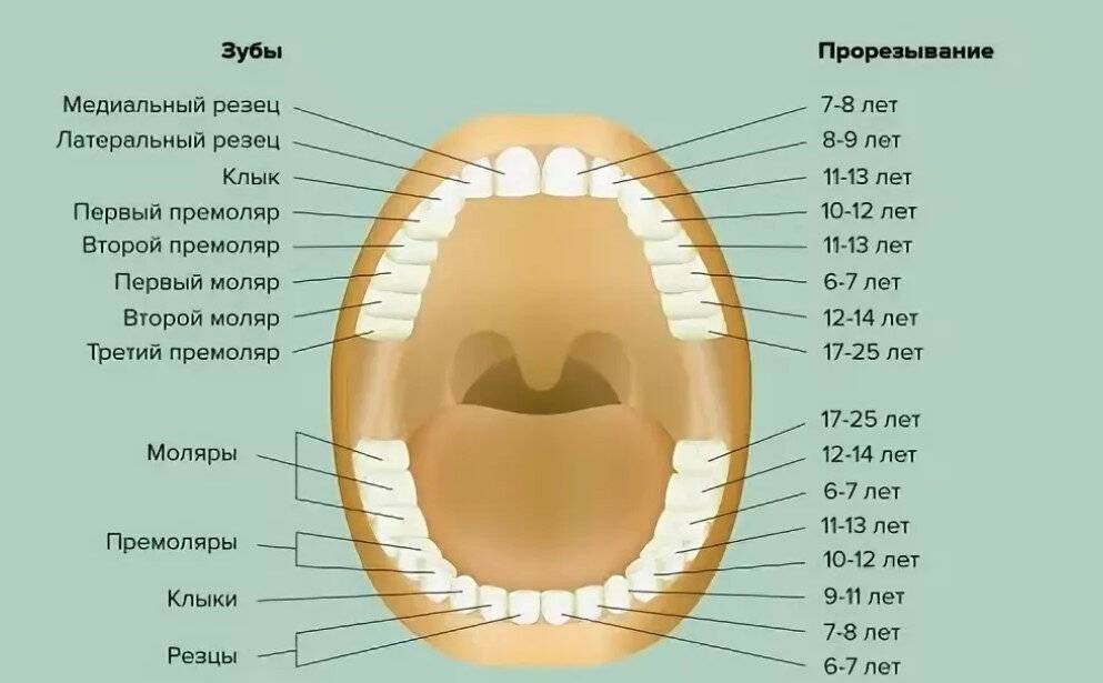 Коренные зубы вторым. Зубы у детей схема прорезывания постоянных зубов у детей. Коренные зубы порядок прорезывания. Зубы резцы клыки премоляры моляры. Зубы схема прорезывания коренных зубов.