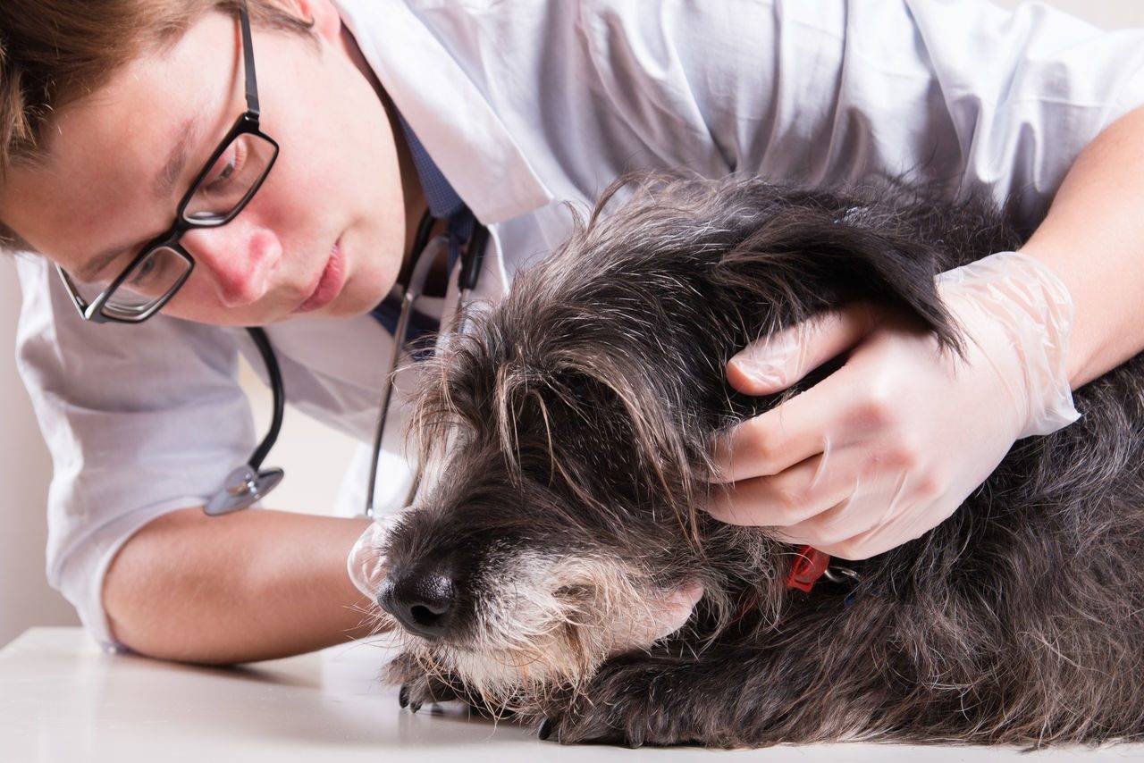 Зуд у собак, вызванный паразитами - виды, симптомы, лечение и профилактика