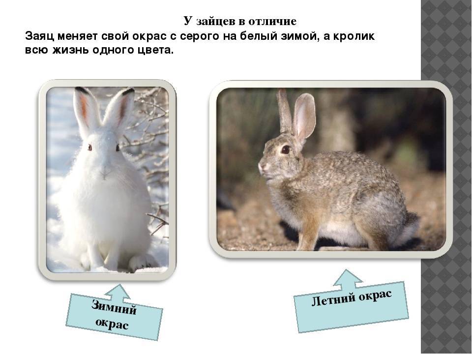 Различие зайца и белки. Заяц и кролик. Заяц меняет окрас. Окрас зайца летом и зимой. Заяц задания.