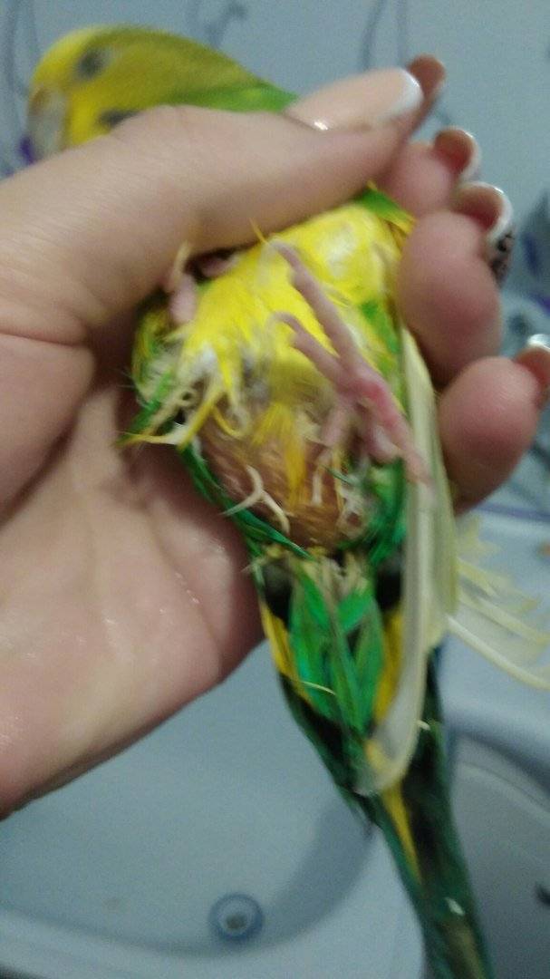 Почему у попугая выпадают перья, что нужно делать