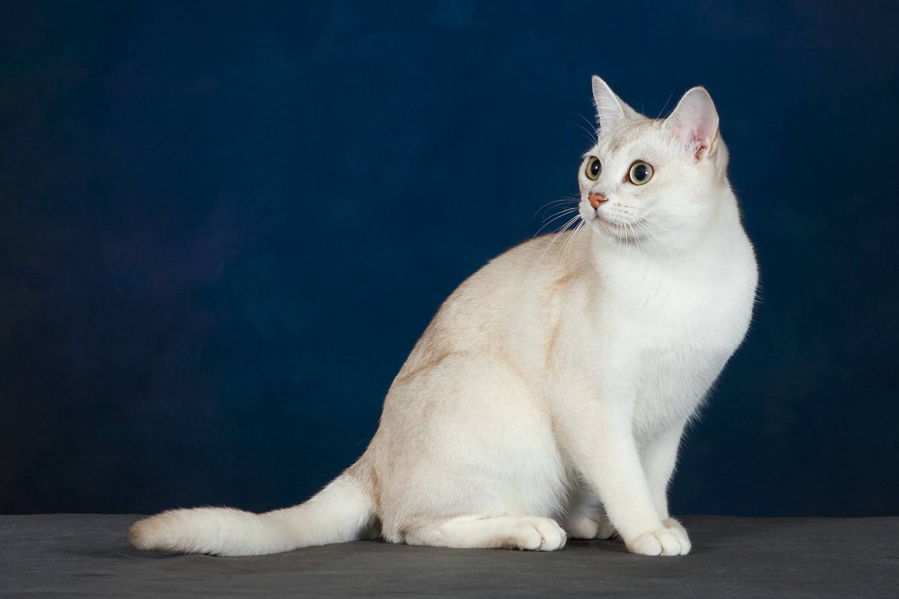 Удивительная кошка бурмилла