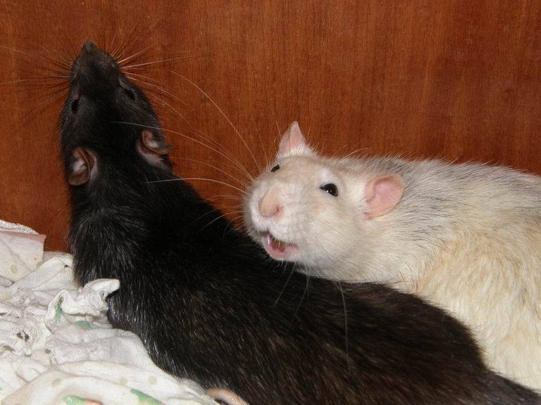 Крысы умеют смеяться? видео смеющейся крысы