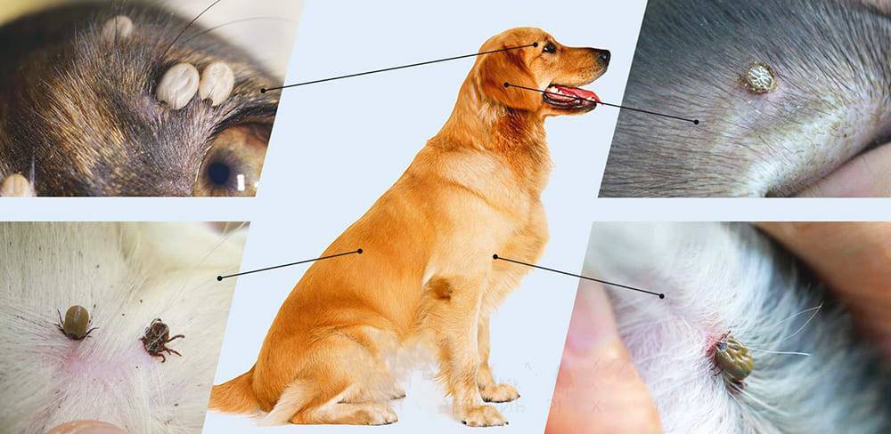 Что делать, если собаку укусил клещ: симптомы и лечение | vetlider.com