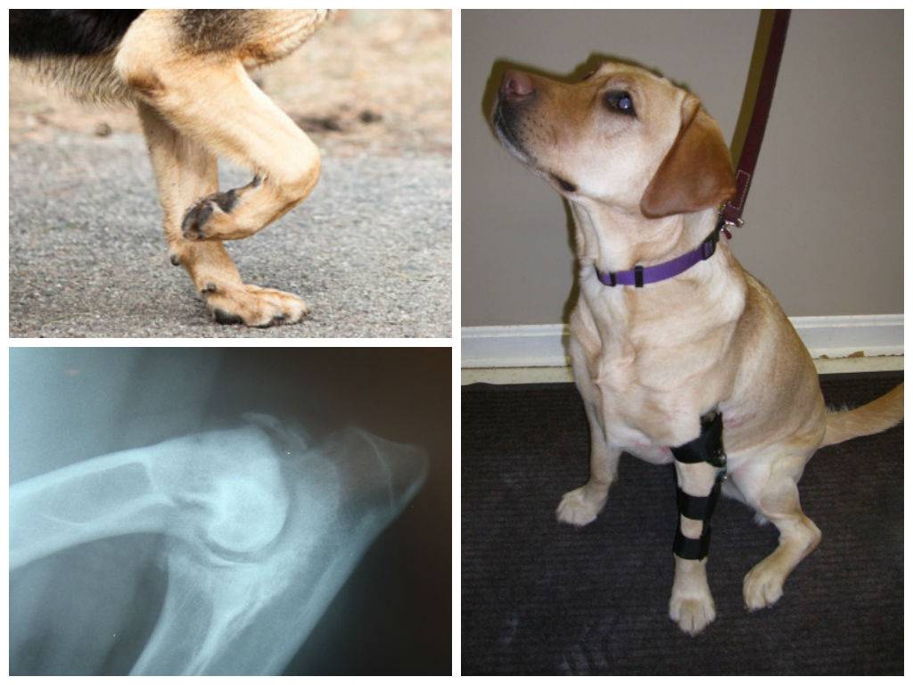 Перелом передних и задних лап у собак: симптомы, что делать