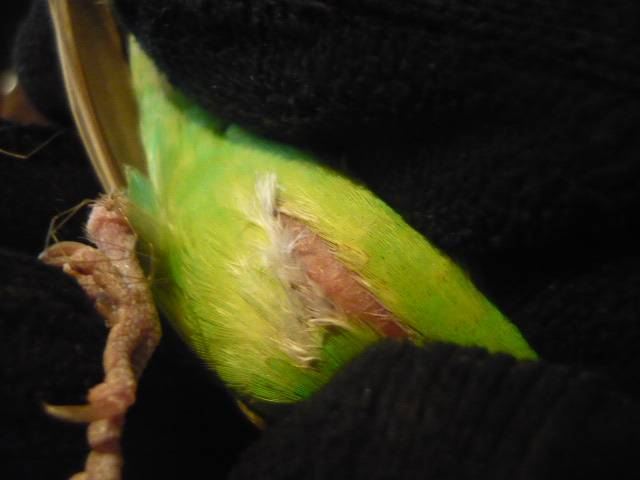 Опухоль (шишка) у попугая: под хвостом, под крылом, на животе, спине, шее, грудке