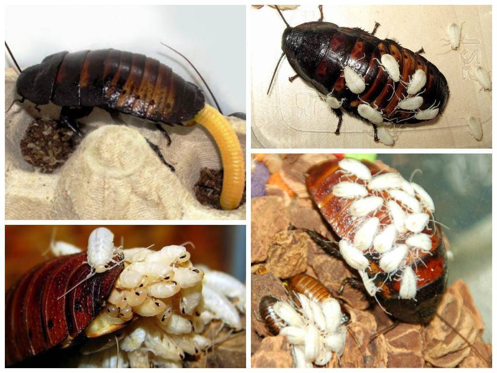 Какашки тараканов: как выглядят, размер, фото и т.д.