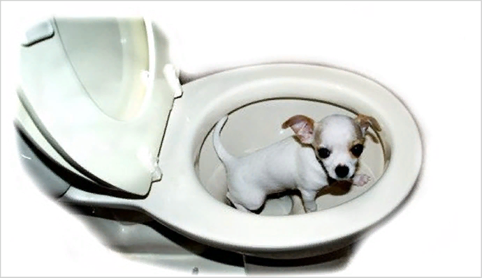 Как приучить чихуахуа к туалету дома: советы опытных собаководов