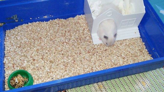 Клетки для крыс (35 фото): какого размера должны быть? чем оборудовать большие клетки? как выбрать жилище для двух домашних крыс?
