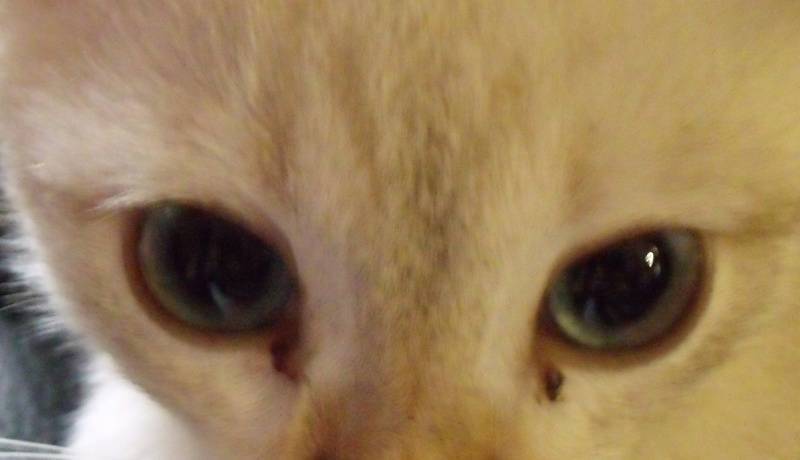 Почему у кошки (кота) гноятся глаза? как это вылечить?