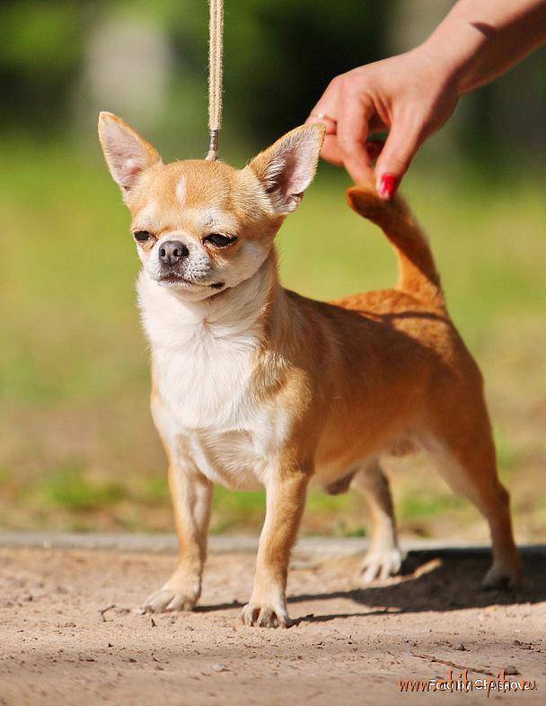 Чихуахуа - 130 фото собаки. характеристика и описание породы чихуахуа с фото, видео и отзывами
