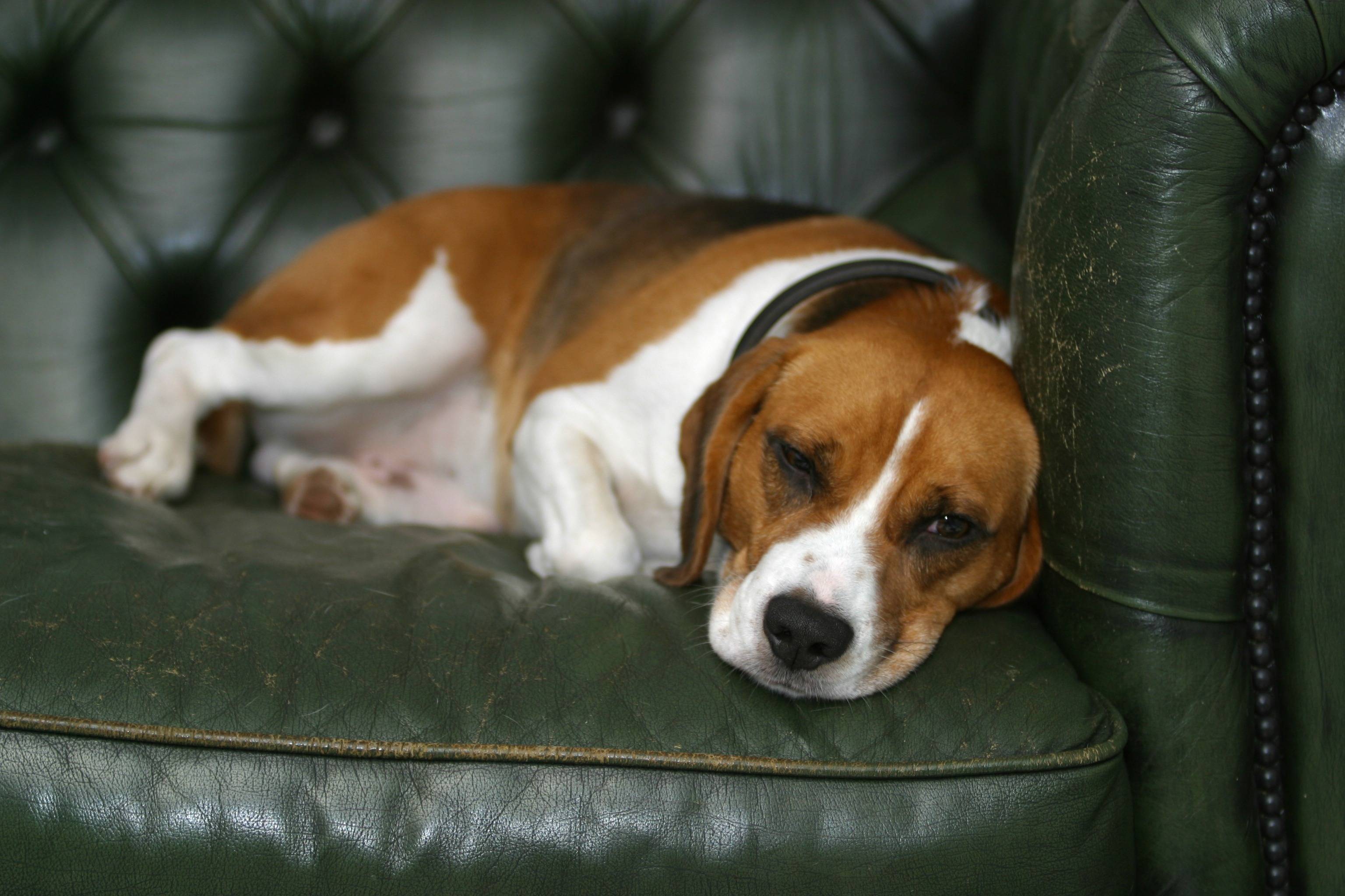 10 пород собак для ленивых хозяев - список беспроблемных пород