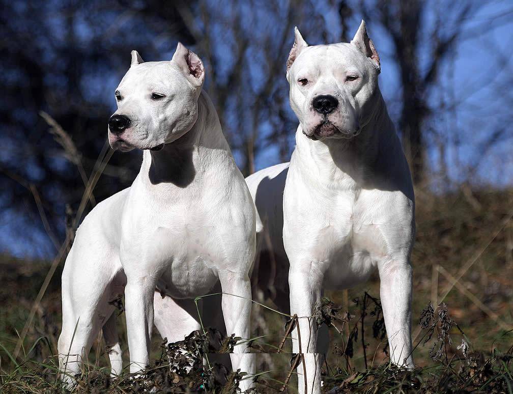 Бойцовские собаки породы фото и названия питбуль