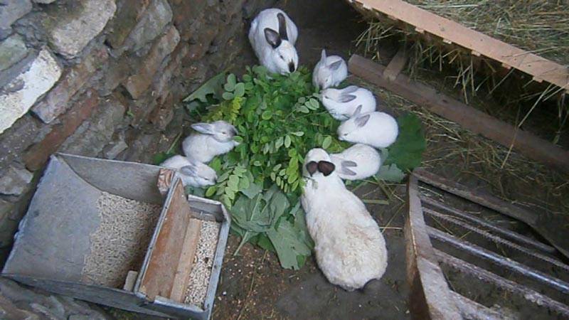 Содержание и разведение кроликов в яме: подробный опыт для начинающих