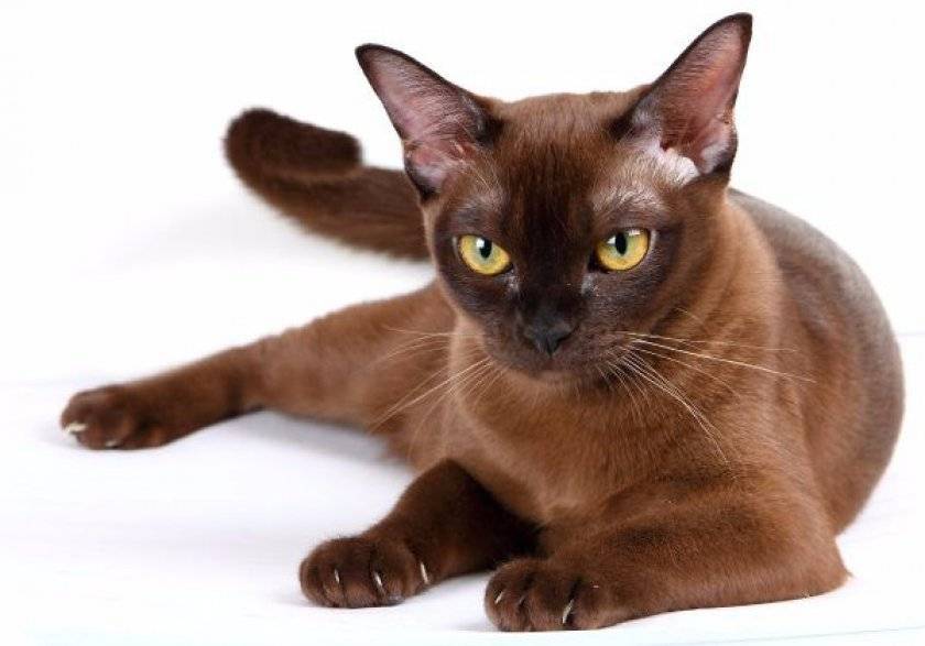 Бурманская кошка: описание породы бурма, характер, европейская и американская, сколько стоит, окрасы