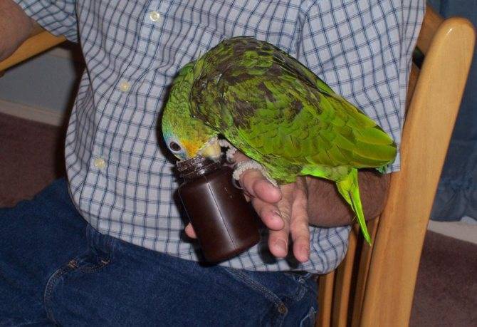 Витамины для попугаев: какие комплексы и минеральные смеси нужно давать птицам, как правильно давать, запрещенные добавки
