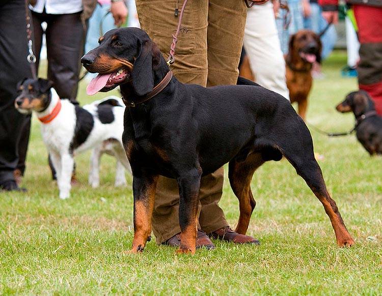 Австрийская гончая (брандлбракк): описание породы собак с фото и видео