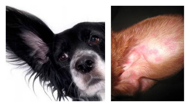 Топ-3 причины почему собака трясет головой и ушами: что делать и как лечить