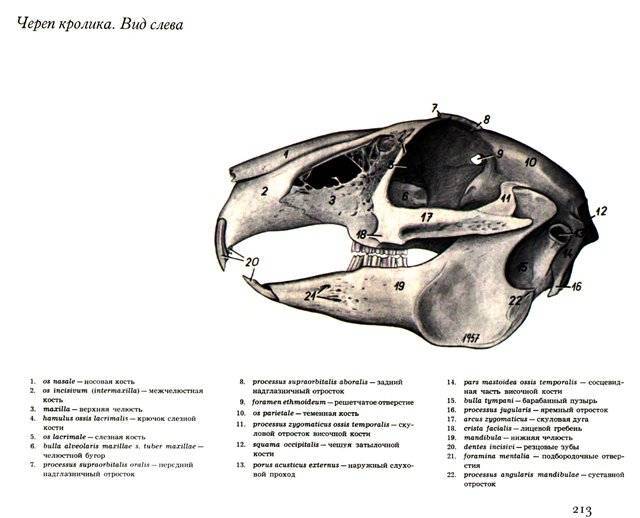 Анатомия крысы: внутреннее строение органов, особенности скелета и занимательные факты