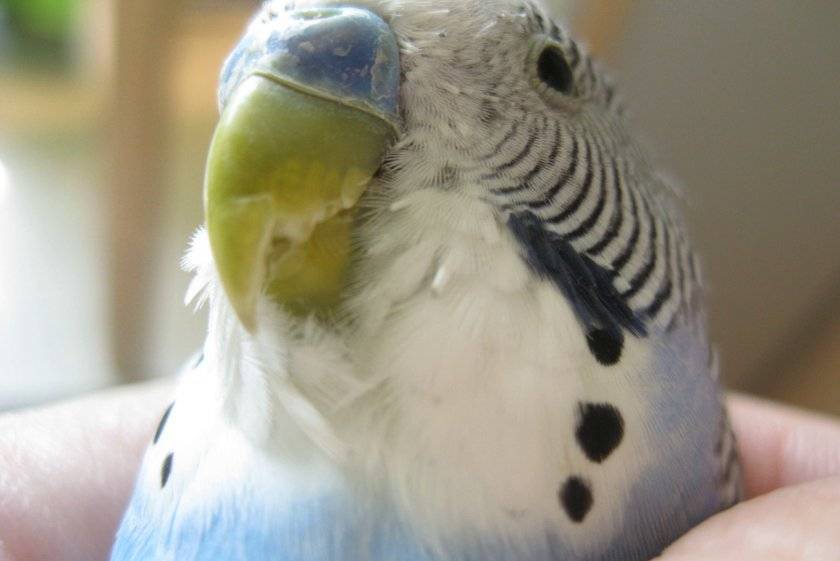 Клюв у волнистого попугая: все что нужно знать